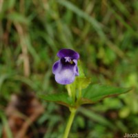 Torenia cyanea Alston